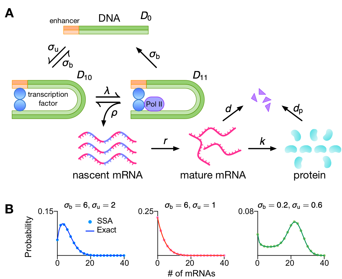 polymerase